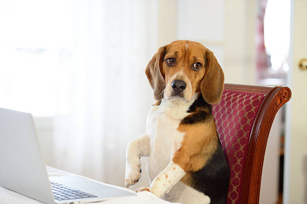 perro de trabajo, no demasiado feliz - animal cute exhaustion technology fotografías e imágenes de stock