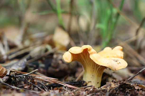istock beautiful chanterelle close-up 590078608