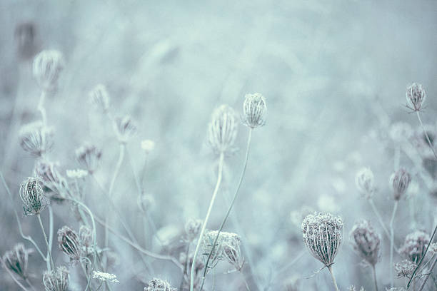 istock Queen Anne's Lace wildflowers background 590078772