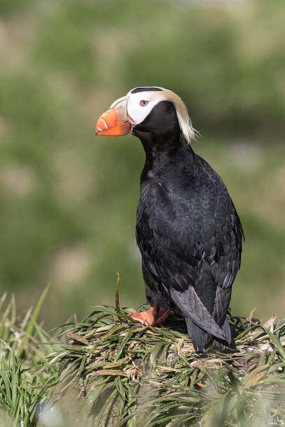 istock Tufted puffin standing in the grass 590079164