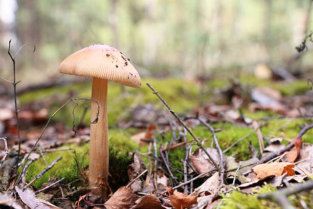 istock beautiful inedible mushroom 590079584
