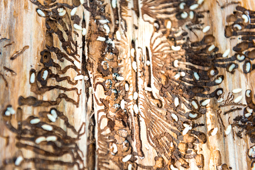 Large colony of larvae of wood beetle in the wood. Close up.
