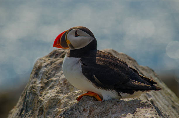istock Close up of an Atlantic puffin resting on a rock 590080128