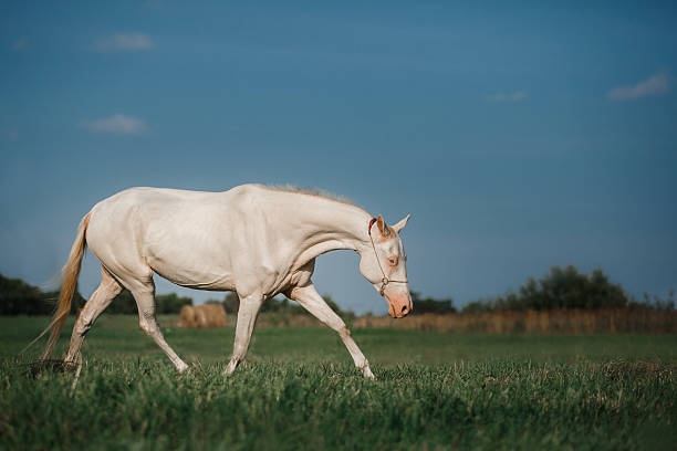 istock White Horse Akhal-Teke 590080732