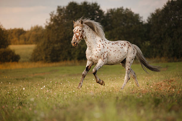 istock White Horse Akhal-Teke 590080792