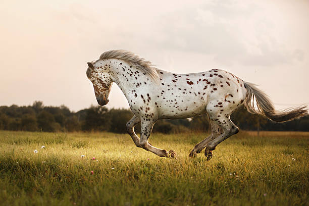 istock White Horse Akhal-Teke 590080822