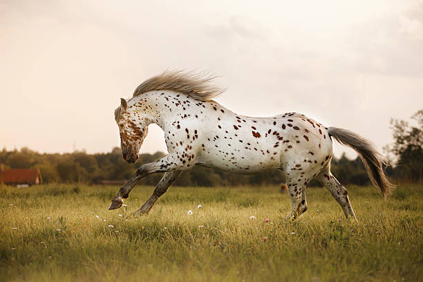 istock White Horse Akhal-Teke 590080868