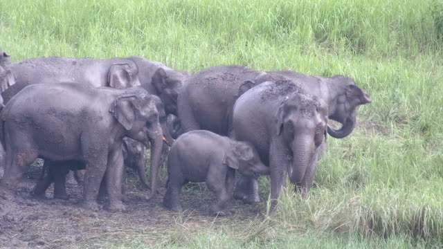 Asian elephants in the wild