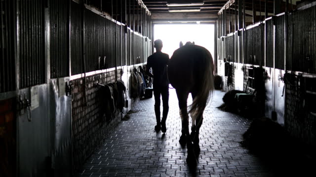 Young jockey is walking with a horse out of a stable. Man leading horse out of stable. Rear back view. Steadicam shot