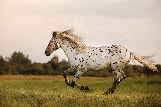 istock White Horse Akhal-Teke 590134378
