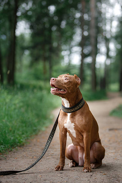 istock pit bull terrier dog in the park 590134630