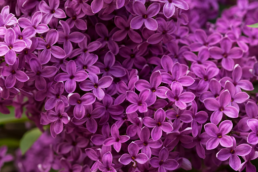 Macro shot of syringa flowers