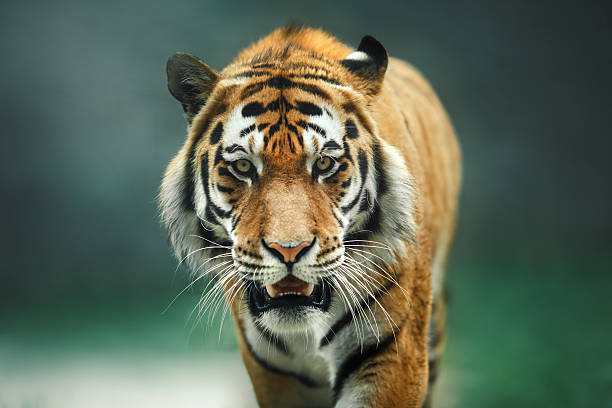 wild animal tiger portrait - tiger stockfoto's en -beelden