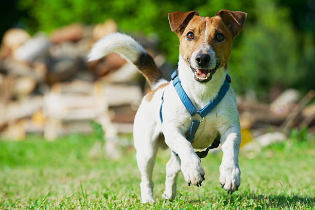 jack russel terrier in einem blauen geschirr läuft auf gras. - zuggeschirr stock-fotos und bilder