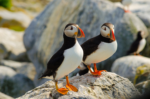 Two Atlantic puffins standing on a rock resting