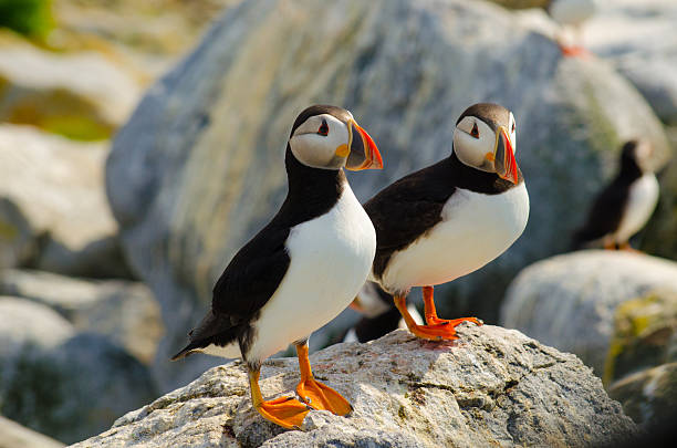 dois puffins atlânticos em pé sobre uma rocha - grand manan island - fotografias e filmes do acervo