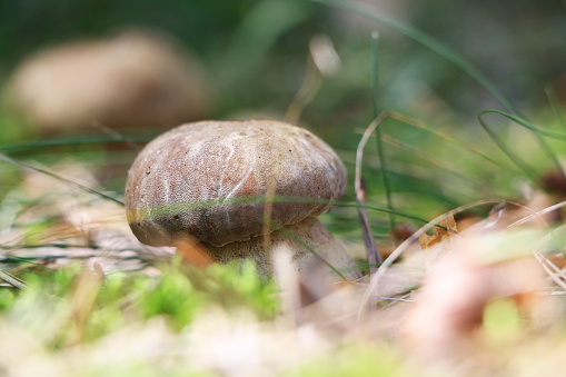 The cep grow in the moss, boletus in the sun rays, close-up photo