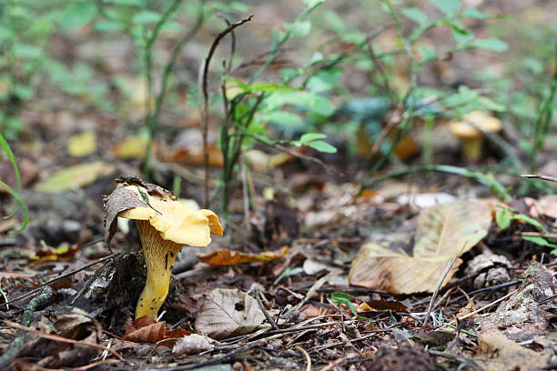istock growing chanterelle with wood leaf 590136254