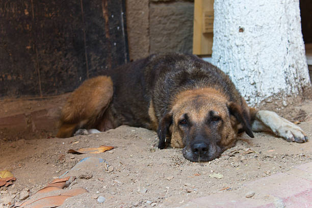 横たわっている茶色の黒いストリート犬 ストックフォト