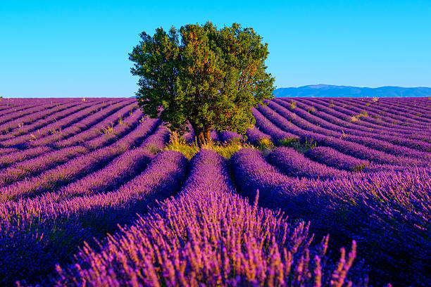 istock Lavender field in plateau Valensole 590138740