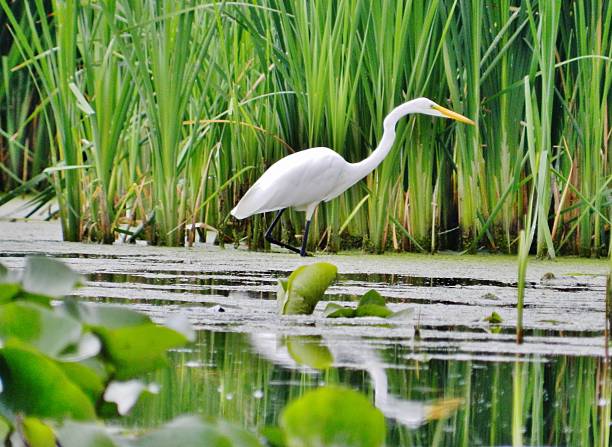 istock Great Egret waiting for food. 590140420