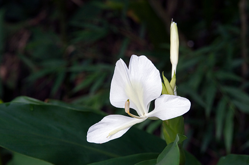 Beautiful White Flowers of Madonna Lily (Lilium candidum) Blooming in the Spring Garden