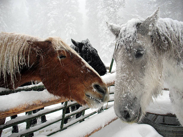 istock Three Snowy Horse Heads 590140476