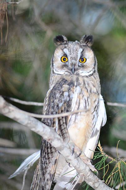 istock Long-eared owl fledge perched in tree, with eyes wide open 590141274