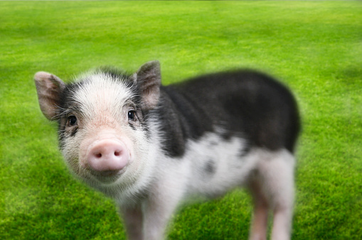 Mini pig on grass background