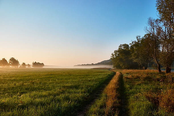 istock Summer landscape of field 590142768