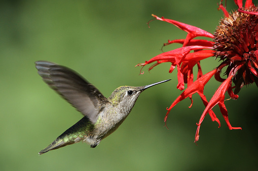 A hummingbird feeds on a red bee balm blossom.. 