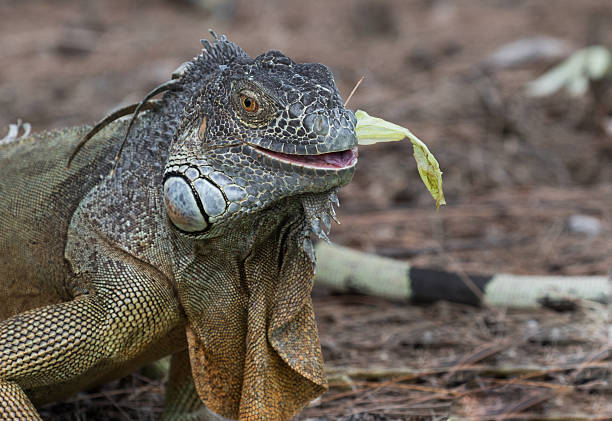 istock Large Green Iguana chewing on a piece of lettuce 590145034