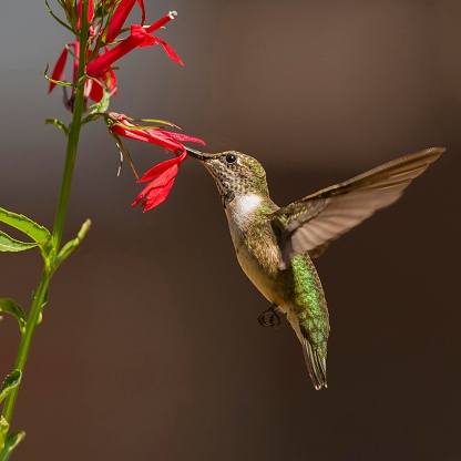 Young Male Ruby-throated Hummingbird foraging on a herbicide free Cardinal Flower