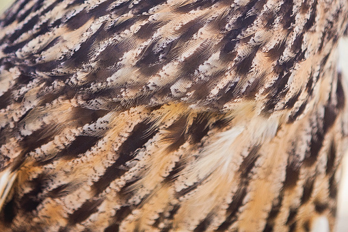 Closeup of feathers on an owl;