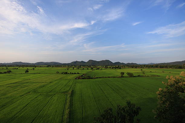 istock Rice Field in thailand green background 590147684
