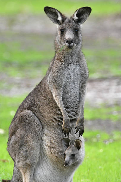 istock Eastern Grey Kangaroo with joey looking out from pouch 590148584
