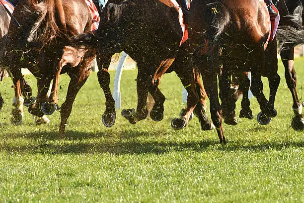 Horse racing action, hooves, legs, tails and grass