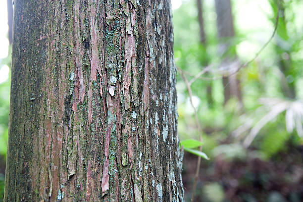 istock Texture of wood 590149286