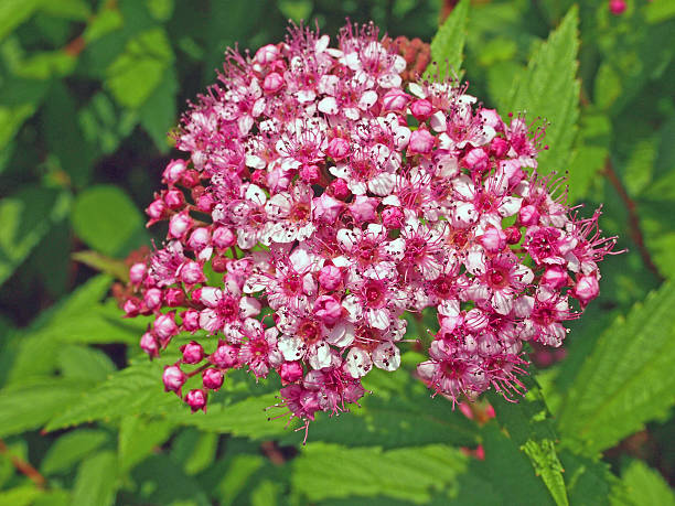 istock Flower of meadow sweet 590149460