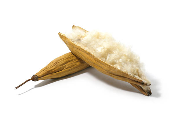 White silk cotton seed isolated on white background