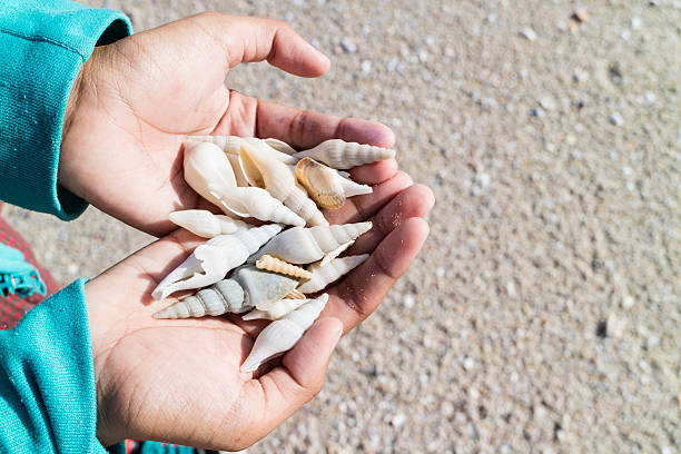 istock Girl holding sea shells in her hands 590150044