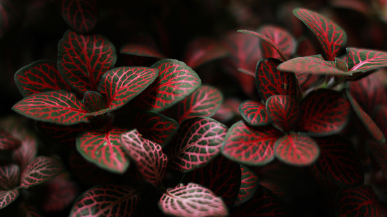 Red and pink veins line the leaves of a Fittonia plant.