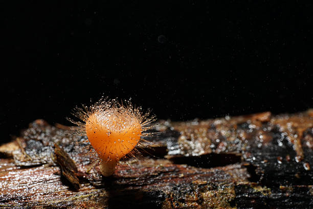 istock Cookeina tricholoma Mushroom with black background 590154024