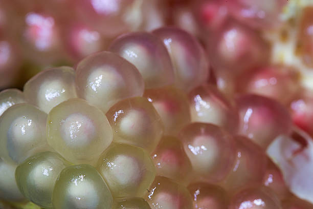 istock Close up seeds of pomegranate fruit. 590154512