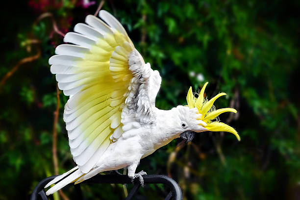 istock Sulphur Crested Cockatoo 590157352
