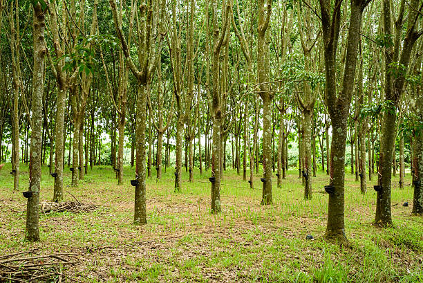 istock Rubber Tree plantation in north of Thailand. 590157976