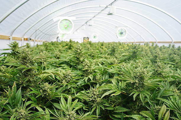 Large Indoor Marijuana Legal Recreational Commercial Growing Operation Large Indoor Marijuana Commercial Growing Operation With Fans, Greenhouse, Equipment For Growing High Quality Herb. Cannabis Field Growing For Legal Recreational Use in Washington State cannabis plant stock pictures, royalty-free photos & images