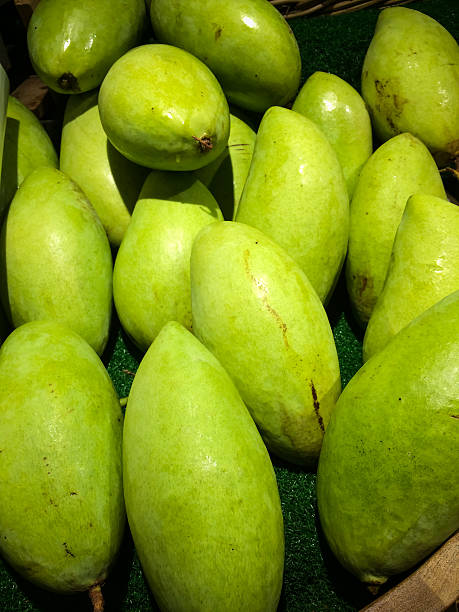 istock Tropical mango fruit in market store 590158212