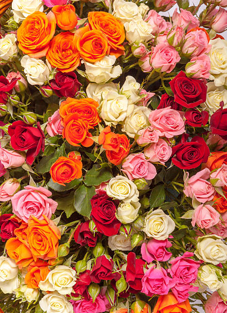 istock Abstract background of flowers. Close-up 590158512