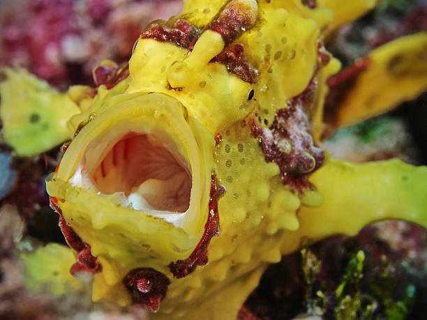 Warty frogfish, Warzen Anglerfisch (Antennarius maculatus)